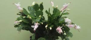 Image result for Aeranthes africana