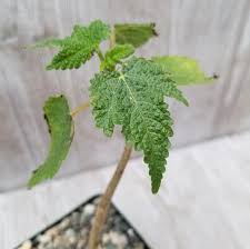 Image result for Obetia tenax