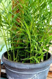 I grow mine indoors as a houseplant here in canada during the winter months and outdoors (in a sheltered location) in the summer months. Growing Ginger Indoors Bob S Market And Greenhouses