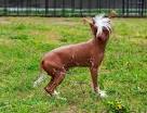 5 Hairless Dog Breeds - Animal Wised