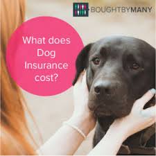 We analyzed the top pet insurance companies and translated the coverage detail into layman's terms. What Does Dog Insurance Cost Bought By Many