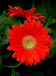 Cinnamon colored sunflowers & chocolate. Red Daisies Purple Flowers Red Flowers Beautiful Roses