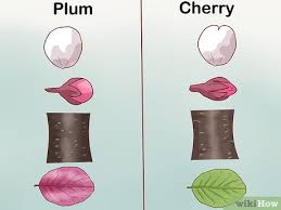 Rosaceae prunus mexicana mexican plum lab 4. 3 Ways To Identify Cherry Trees Wikihow