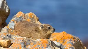 We hope you enjoy our growing collection of hd images to use as a background or home screen for your smartphone or computer. Rock Hyrax San Diego Zoo Animals Plants