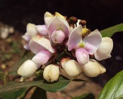 Image result for Millettia pinnata