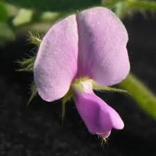 Image result for Fabaceae subfamily Mimosoideae