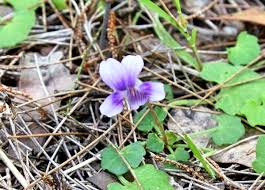 Image result for Viola eminii