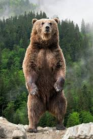 In the spring after hibernation a brown bear may weigh much less. How Big Is A Kodiak Bear S Paw Quora