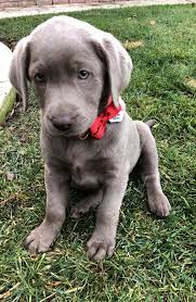 Silver Labrador Retriever Silver Lab Puppy Female Misty Puppy Silverlab Silver Labrador Puppies Silver Lab Puppies Puppies