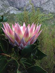 King Protea Hermanus Protea Flower Protea Plant Flower Photography Art