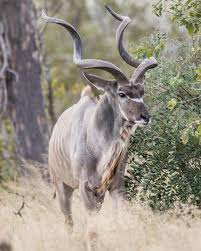 Pin By M Ferreira On African Wildlife African Wildlife Kudu Wildlife