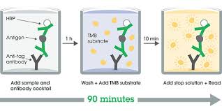 Check spelling or type a new query. Human Ica 512 Ptprn Elisa Kit Ab226903 Abcam