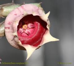 Image result for Orbea lugardii