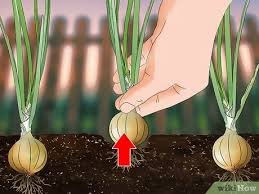 How to grow onions in the home garden? How To Grow Sweet Onions 15 Steps With Pictures Wikihow