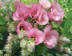 Image result for eustoma lisianthus in garden