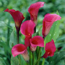Galaxy Calla Lily Bulbs Zantedeschia High Country Gardens