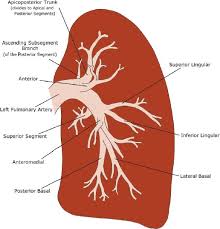 Structure of arteries, veins and capillaries. Anatomy Radiology Key