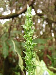 Image result for Orthochilus holubii