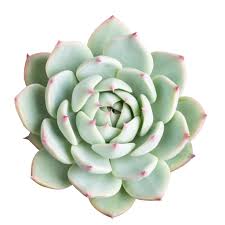 Slightly more cold hardy than many echeveria, 'green delight' can tolerate a light frost, but will not be able to endure consistently freezing temperatures. Echeveria Plant Information How To Care For Echeveria Parva Plants