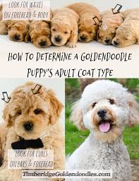 Pin On Goldendoodle Growth