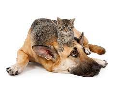 Offers awesome dog walking and pet sitting for your traveling companions. Oak Park Pet Care Services Out U Go Oak Park