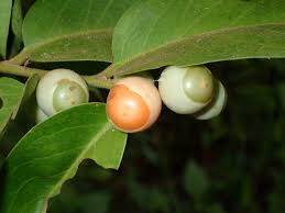 Image result for Olax gambecola