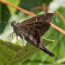 Image result for Telechrysis tripuncta