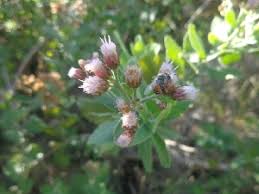 Image result for Pluchea dioscoridis