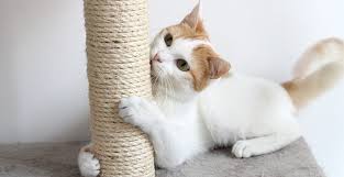 How To Stop Cats From Scratching Furniture For Good