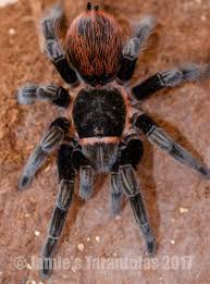 Image result for Angylocalyx vermeulenii