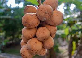Many young lime trees sold in thailand have fruit already. Wonderful And Weird Fruits Of Thailand Southeast Asia