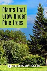 Plants That Grow Under Pine Trees In 2021 Cool Plants Plants Growing Tree