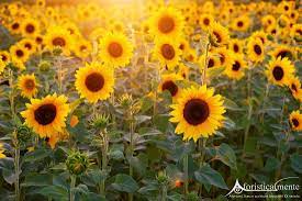 Il compleanno rimane comunque l'occasione migliore per regalare dei fiori. Frasi Citazioni E Aforismi Sul Girasole Aforisticamente