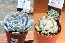 写真付き 覚えておきたい 多肉植物の栽培用語 山梨で多肉植物を育てるblog
