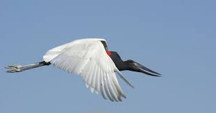 Jabiru Jabiru Mycteria Transpantaneira Mato Grosso Brazil Birds Habitats Species
