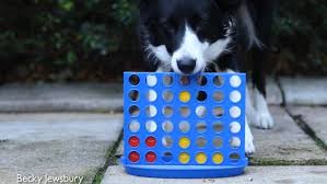 Before purchasing a border collie puppy, please take the time to visit the website of the border collie club of nsw inc where you will find lots of helpful information regarding border collies including full details of the various health testing that is undertaken by responsible breeders. Border Collie Beats Owner At Connect Four In North Wales Daily Mail Online