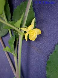 Image result for Corchorus schimperi