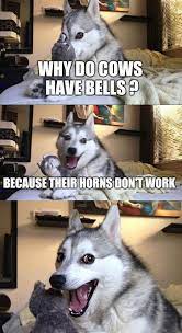 How Do You Count Cows With Cowculator 9gag