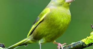 Small Bird With Black And White Head Uk Greenfinch Greenfinch Pet Birds Bird
