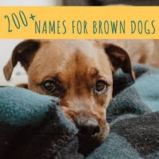 Black And Brown Dog Names 200 Unique Brown Dog Names Chocolate And Golden Brown Brown Dog Names Dog Names Brown Dog