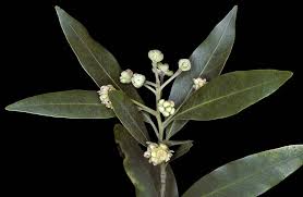 Image result for Lauraceae