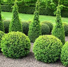 Evergreens make wonderful, quick hedges and privacy screens. 20 Essential Evergreen Shrubs Best Types Of Evergreen Bushes