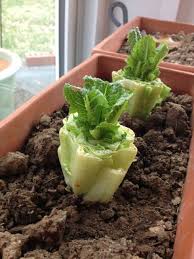 Knowing how to grow asparagus guarantees you lots of great spears every year. 15 Vegetables You Can Regrow How To Grow Vegetables Out Of Scraps
