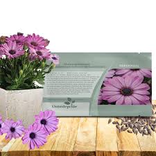 Image result for Osteospermum ecklonis