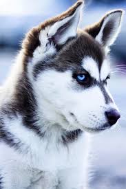 Beautiful 1 year old siberian husky. White Blue Eyes White Siberian Husky Baby Novocom Top
