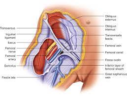 It is very important to understand what these conditions are given that they can range from kidney stones to cancers. Anatomy Of The Inguinal Region Springerlink