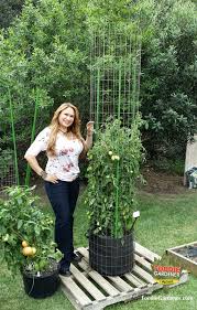 Tall Metal Tomato Support Cages Tomato Trellis Tomato Plants Support Vegetable Garden Design