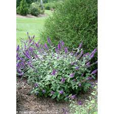 It has odorless yellow flowers. Proven Winners Lo And Behold Blue Chip Jr Butterfly Bush Buddleia Live Shrub Blue Purple Flowers 4 5 In Qt Budprc1177800 The Home Depot