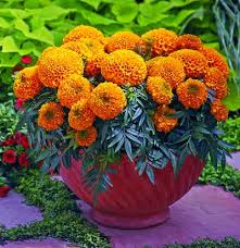 Image result for tagetes)