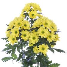 The chrysanthemum is a member of the asteraceae (compositae) family, related to dahlias, sunflowers, marigolds, zinnias, and cosmos. Yellow Daisy Spray Mums Florabundance Wholesale Flowers